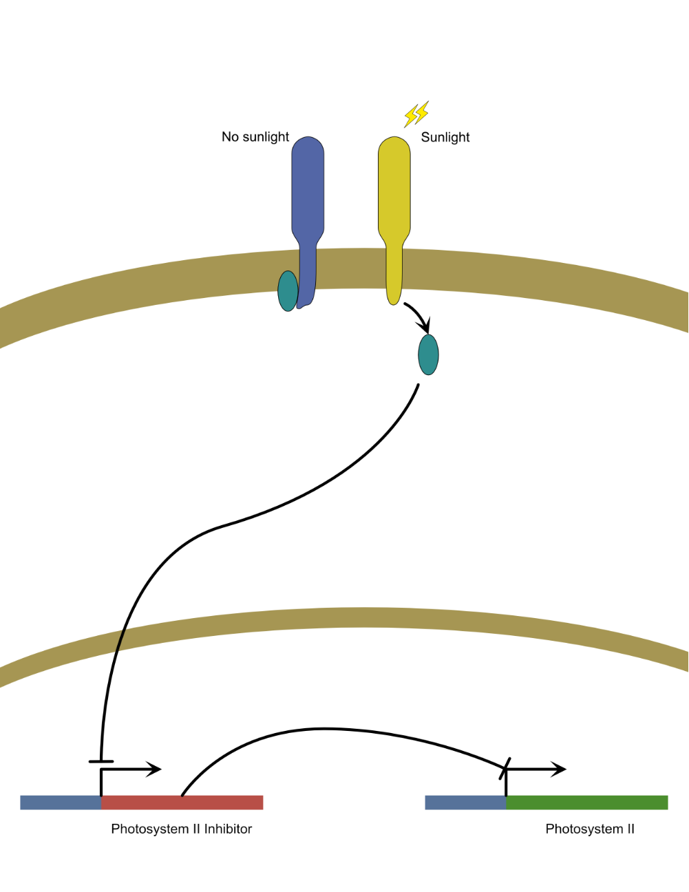 Schematic for simple development plan, used to tell a cell to be a root cell or a stem/leaf cell (root by default, the presence of sunlight inhibits the default and triggers light harvesting pathway).