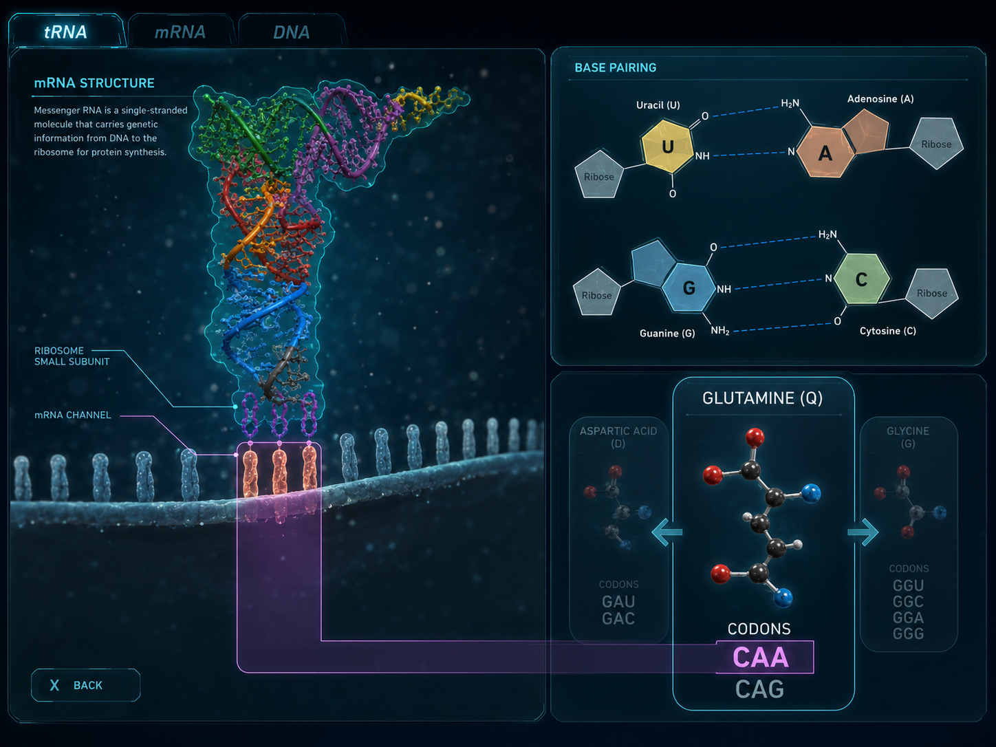 In game screen showing tRNAs. The specific sequence for a given tRNA is shown, along with its amino acid counterpart.